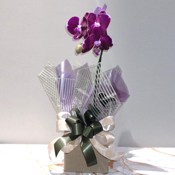 Orquídea cascata com embalagem especial