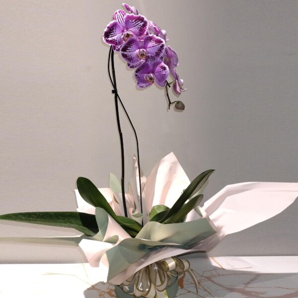 Orquídea cascata em caixa cartonada - Image 2