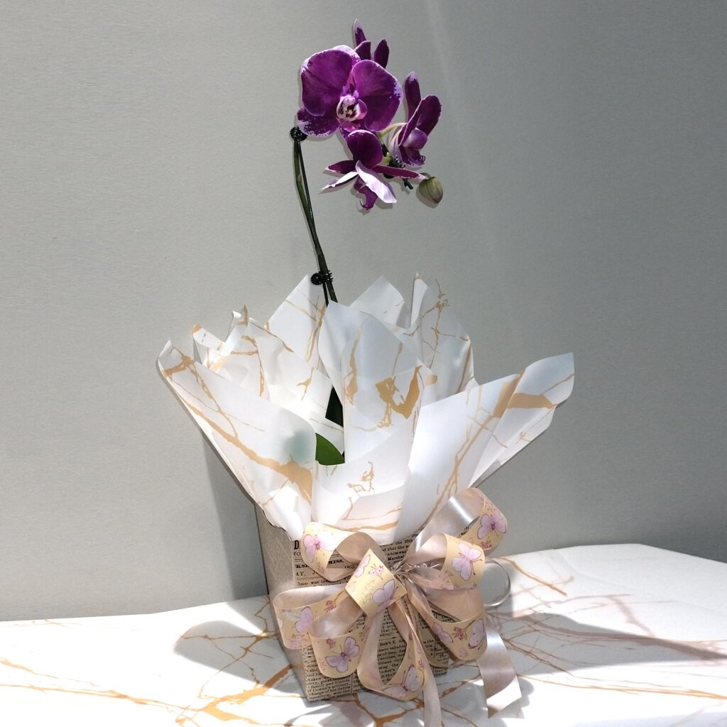 Orquidea-cascata-embalada-R-13990