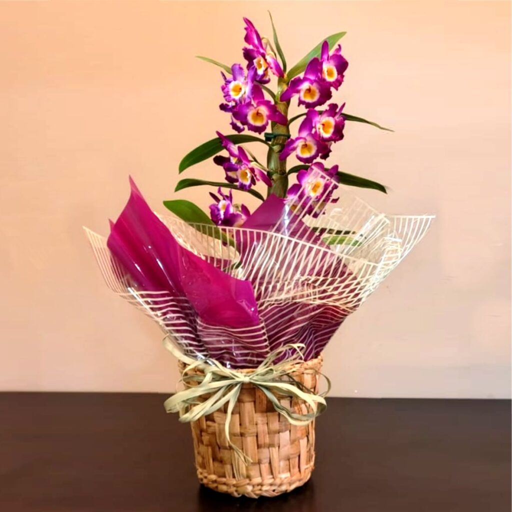 orquidea-8-1024x1024